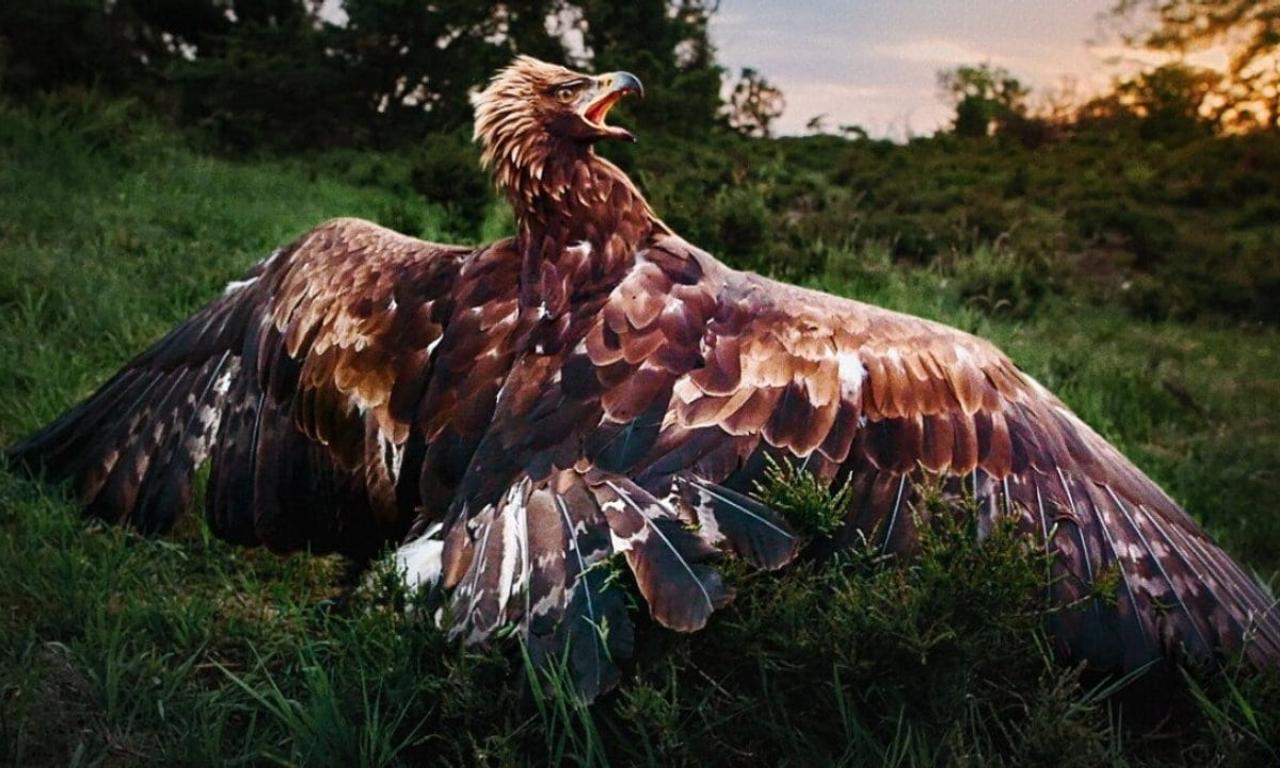 header image for Wild and Wonderful Denmark