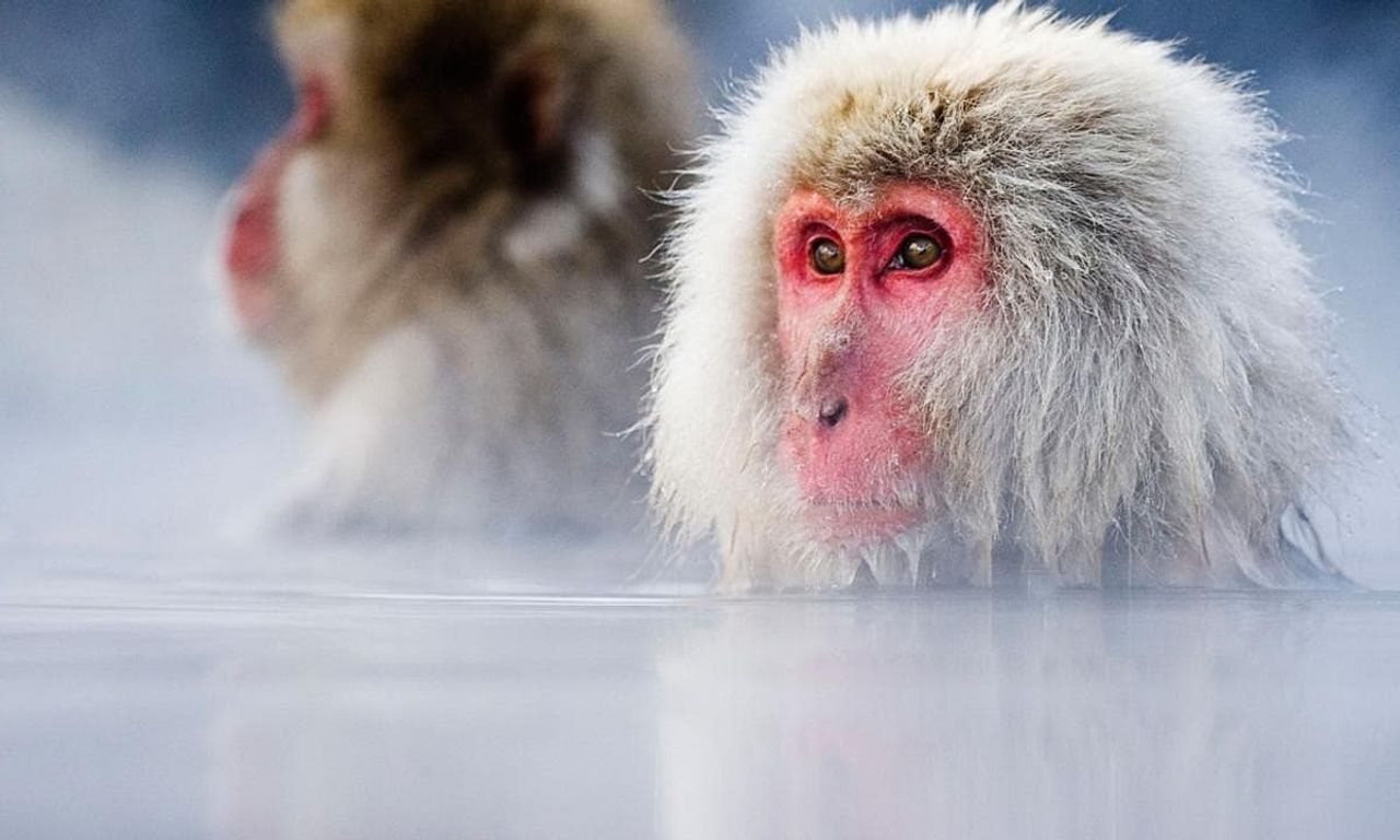 header image for Japan: Earth's Enchanted Islands