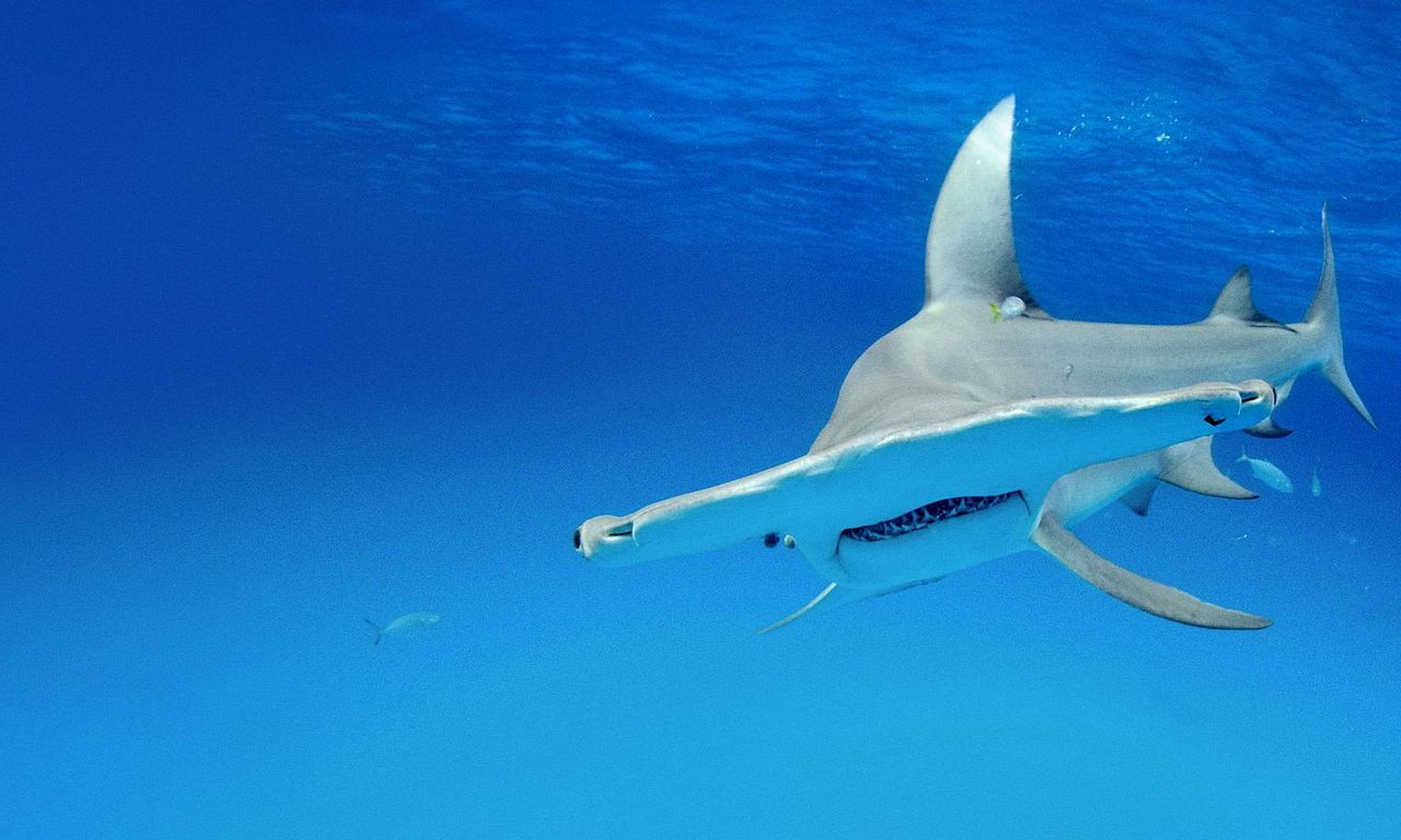 header image for Shark Squad