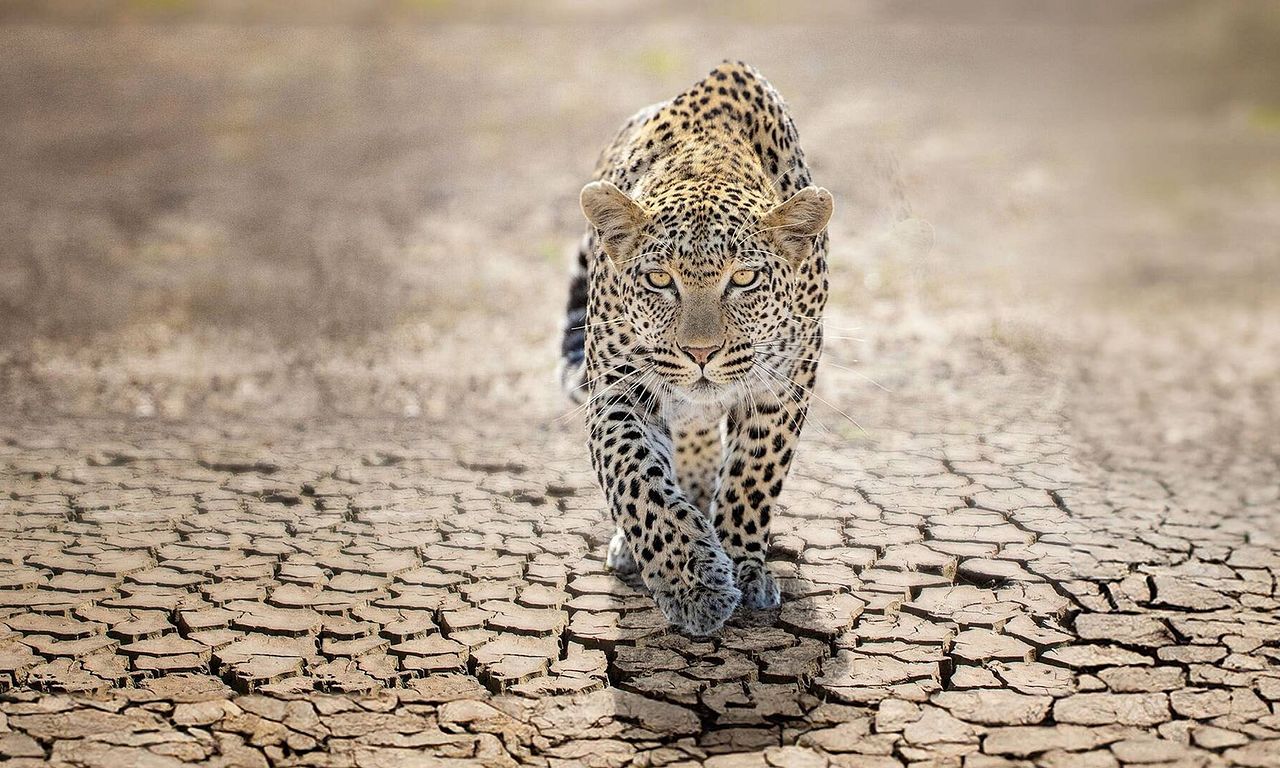 header image for Force of Nature