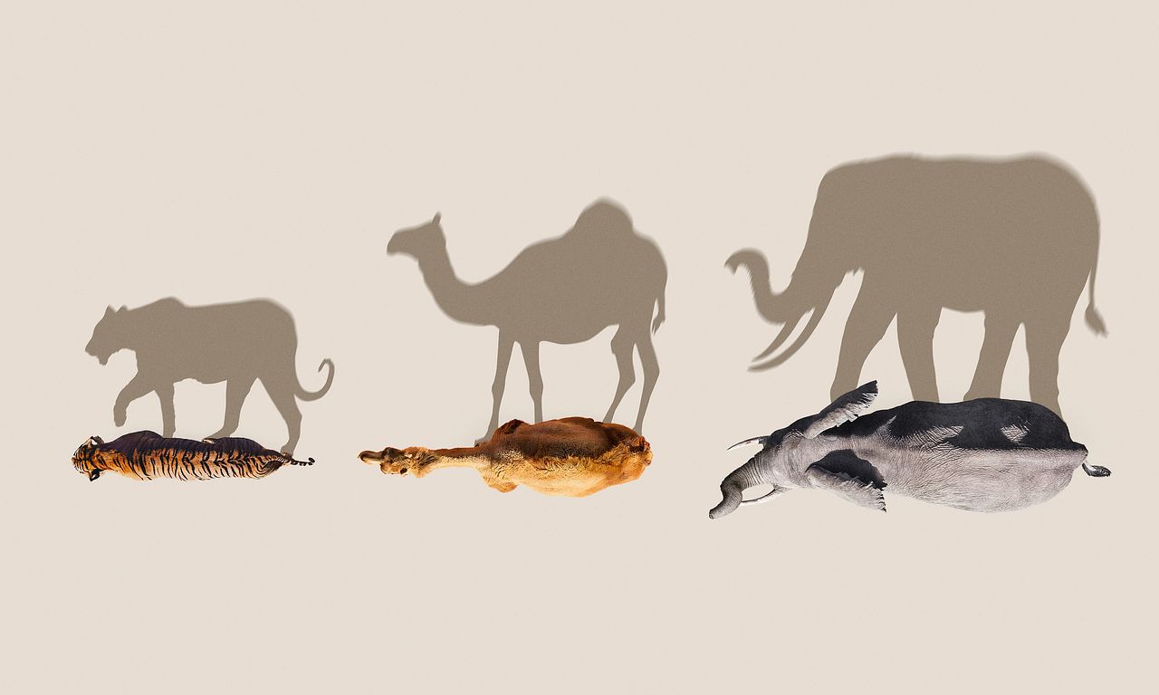 header image for Mammals