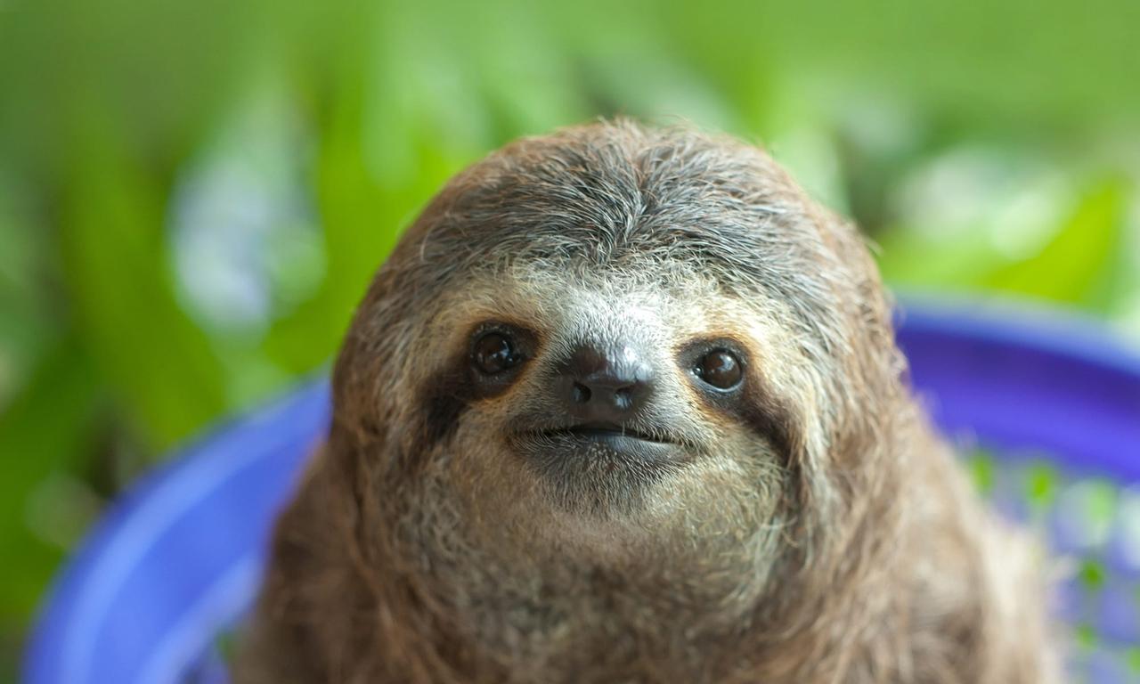 header image for Nature's Miracle Orphans