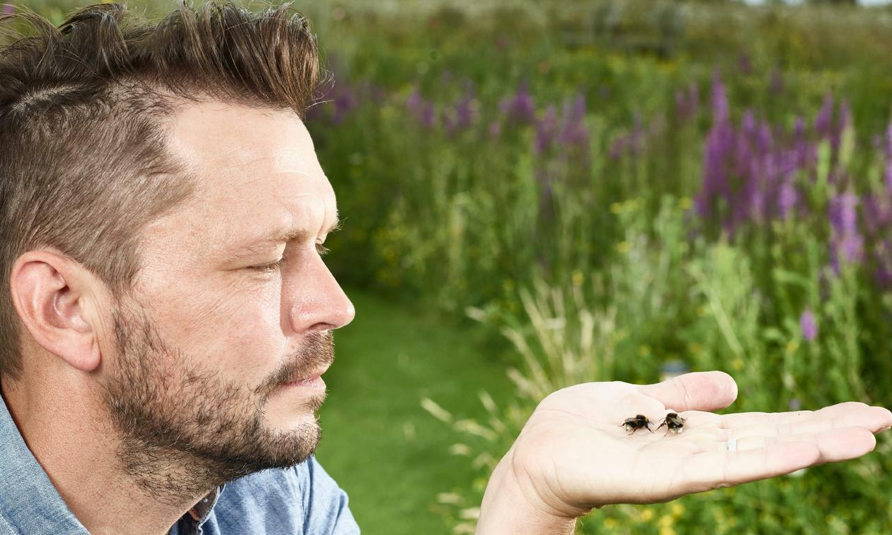 header image for Jimmy's Big Bee Rescue