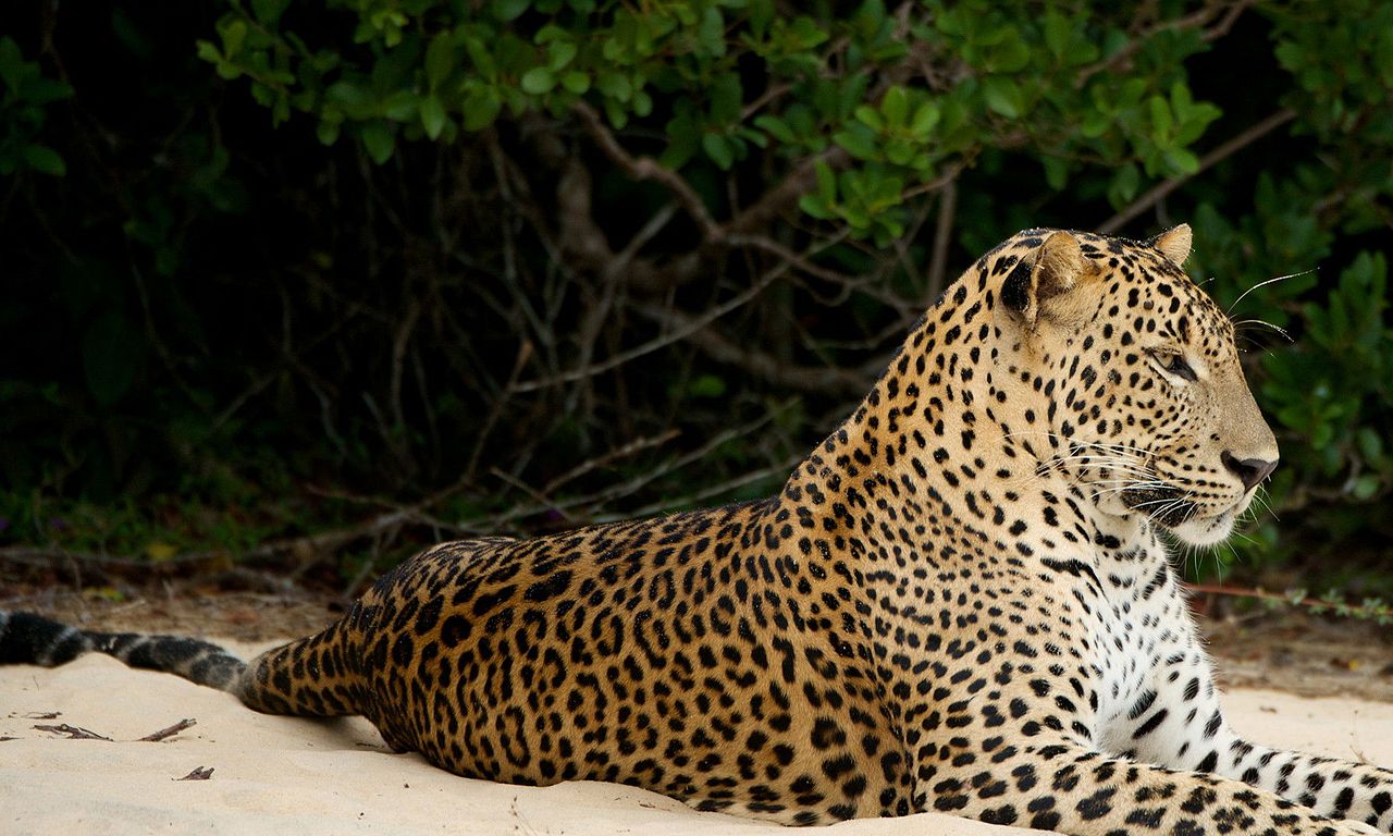 header image for Wild Sri Lanka