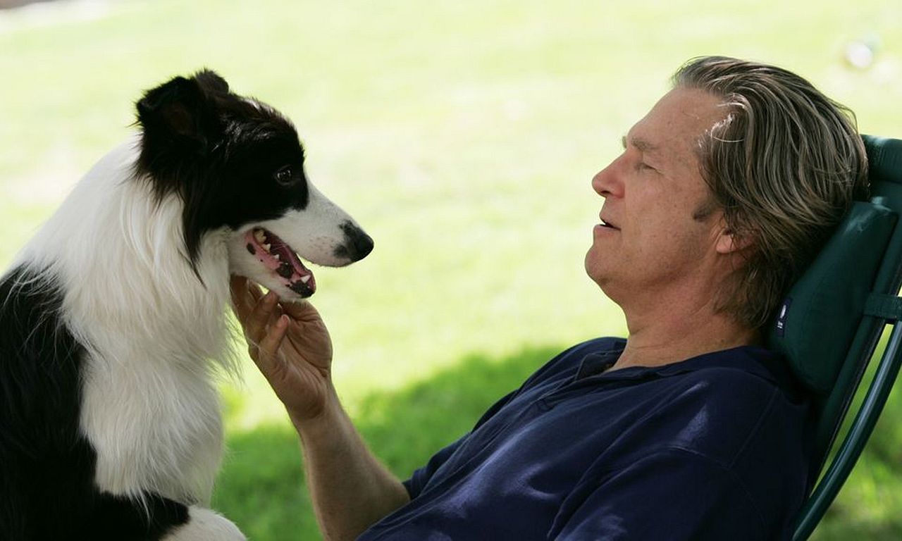header image for A Dog Year
