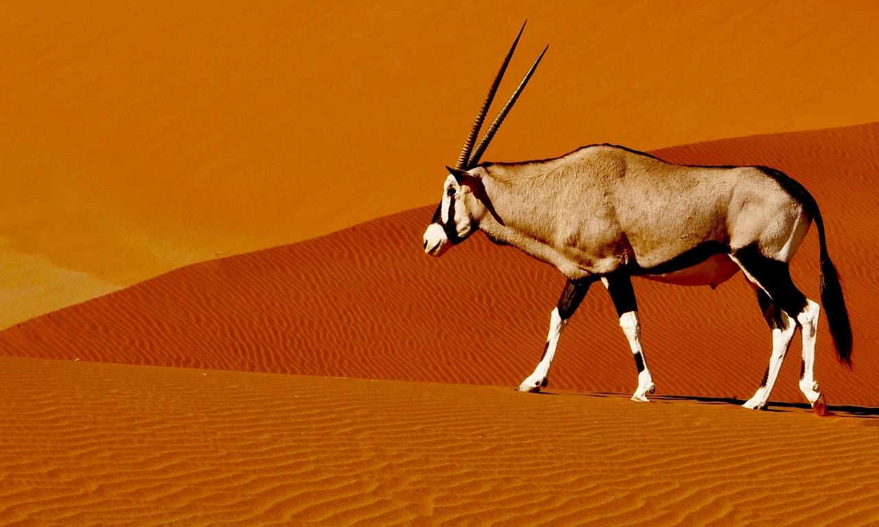 header image for Namibia's Natural Wonders