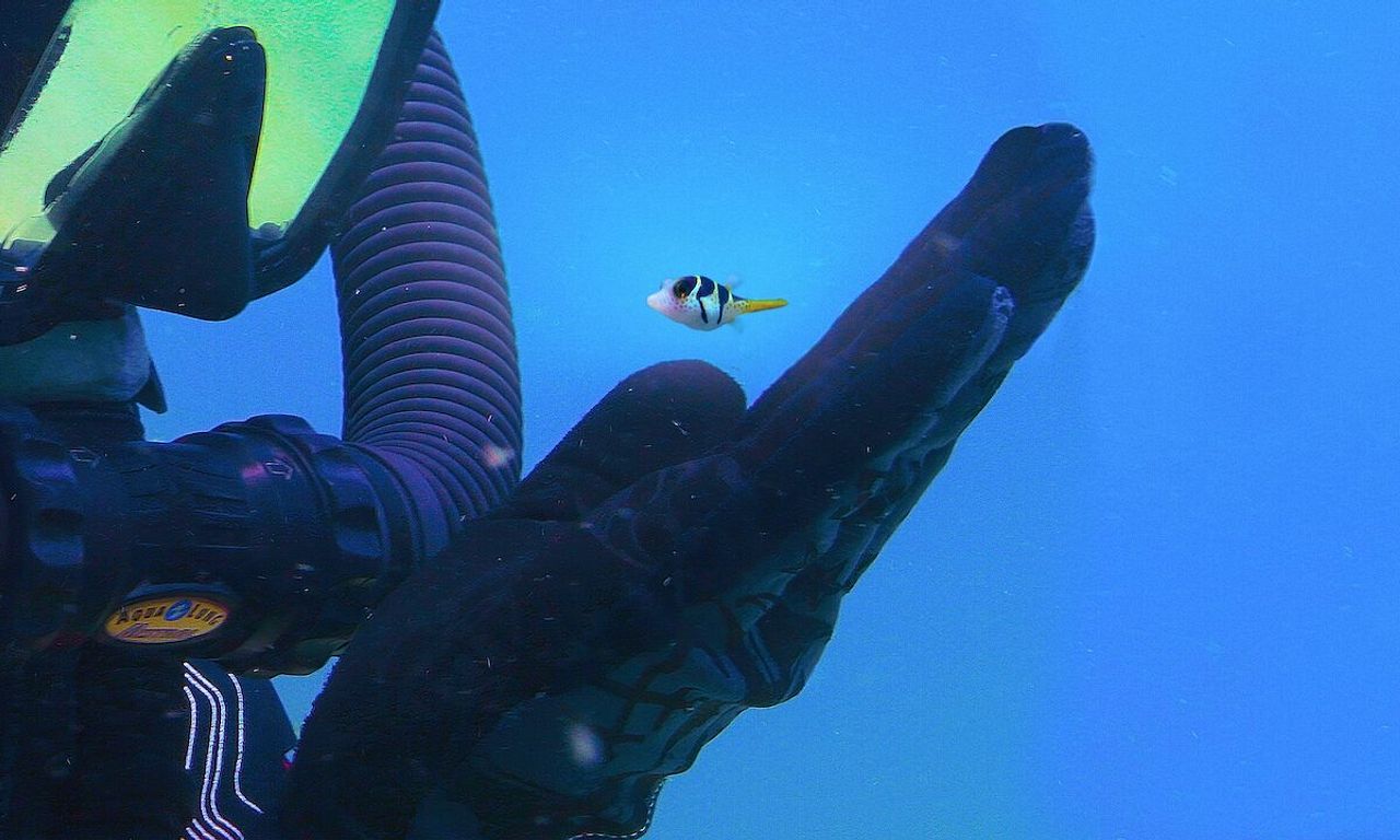 header image for Puff: Wonders of the Reef