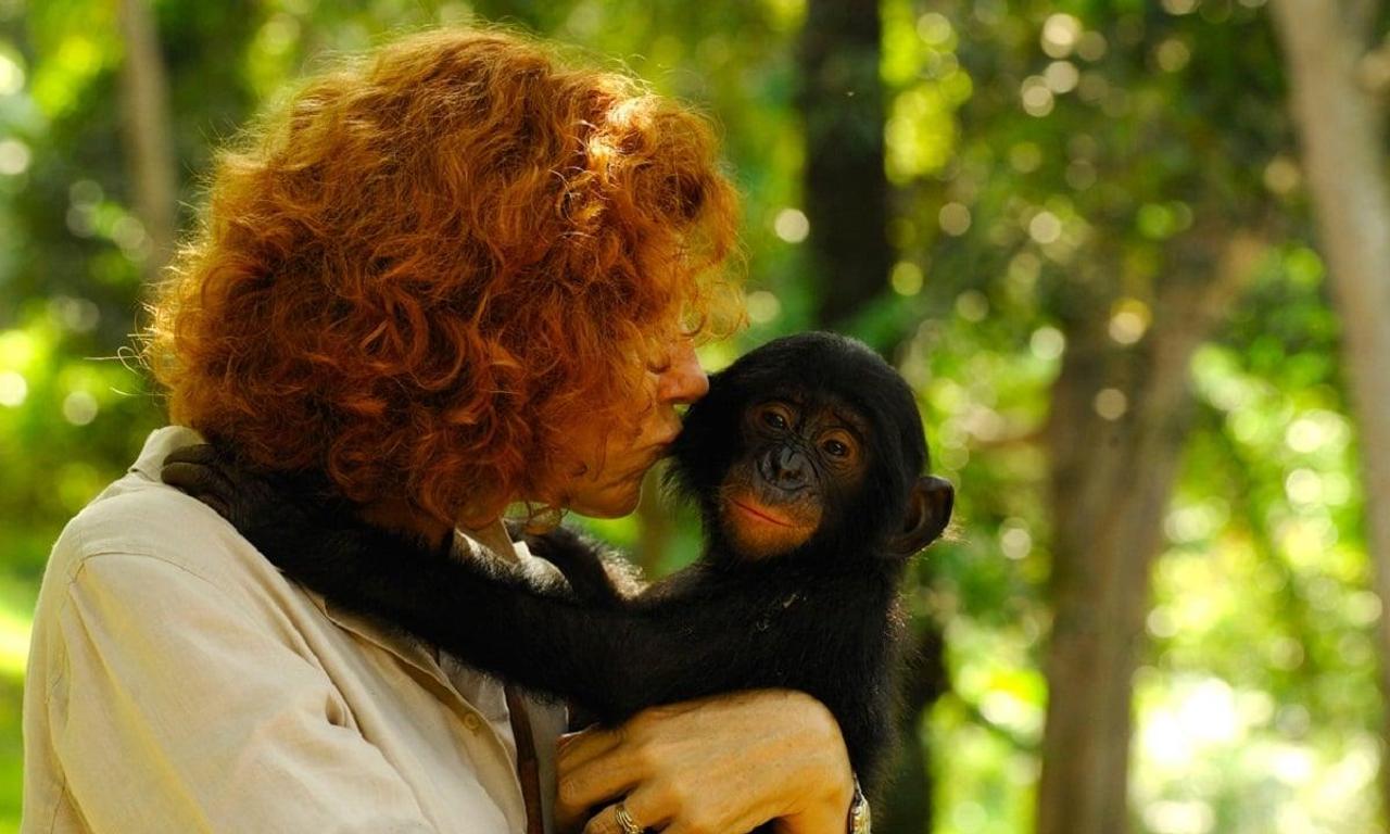 Bonobos Back to the Wild Where to Watch and Stream Online