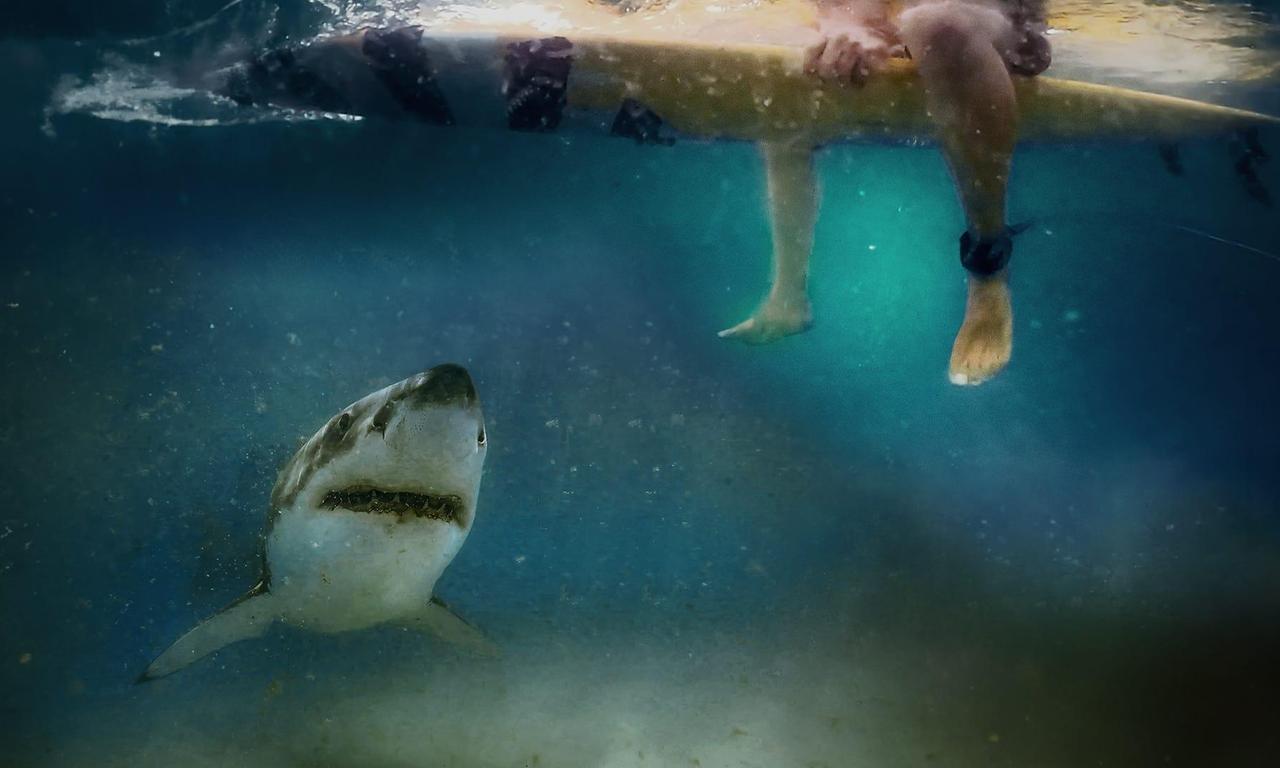 header image for After the Bite