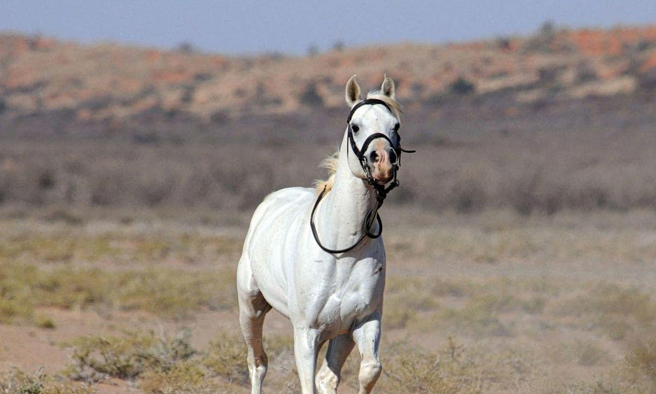 Tornado and the Kalahari Horse Whisperer Where to Watch and Stream