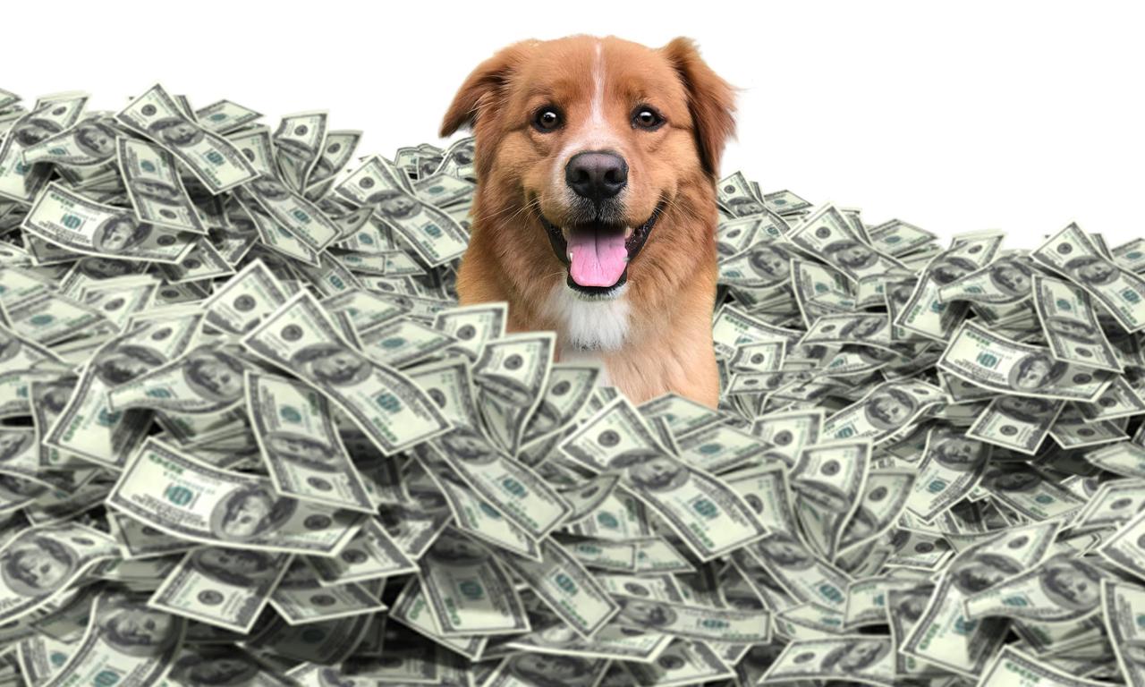 header image for The Furry Fortune