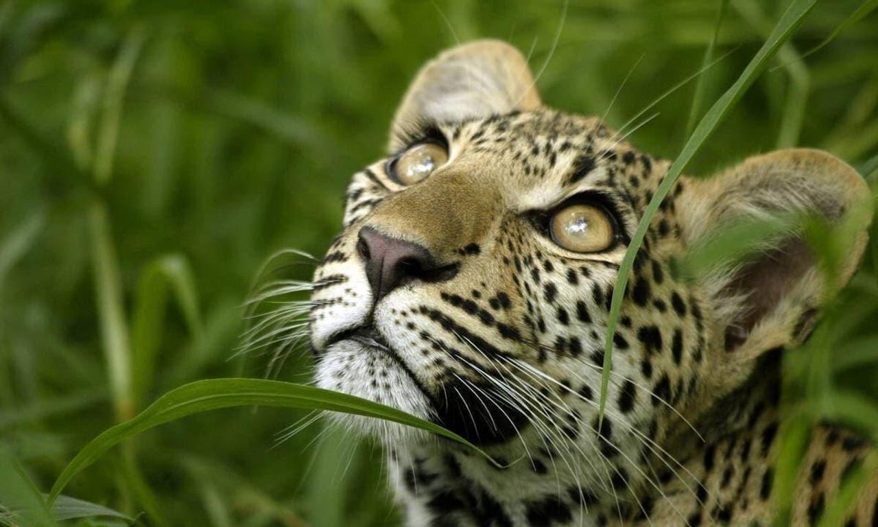 header image for Eye of the Leopard