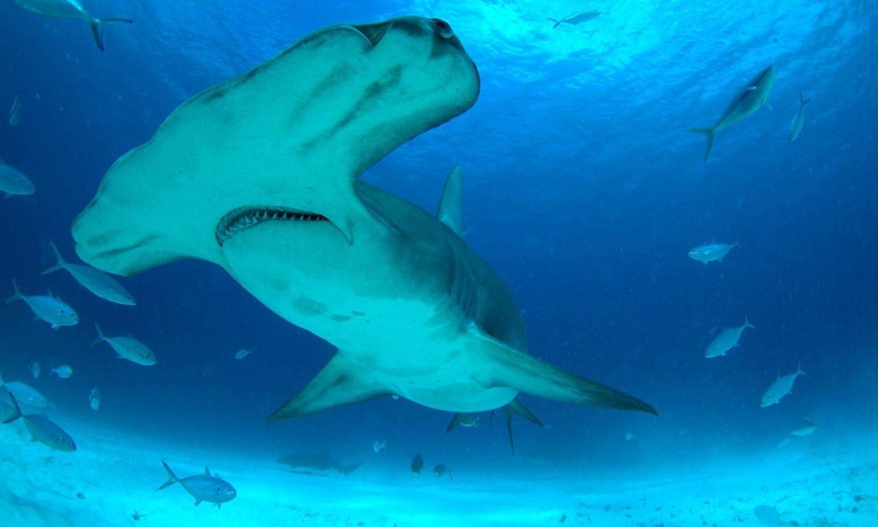 Mega Hammerhead - Where to Watch and Stream Online – Entertainment.ie