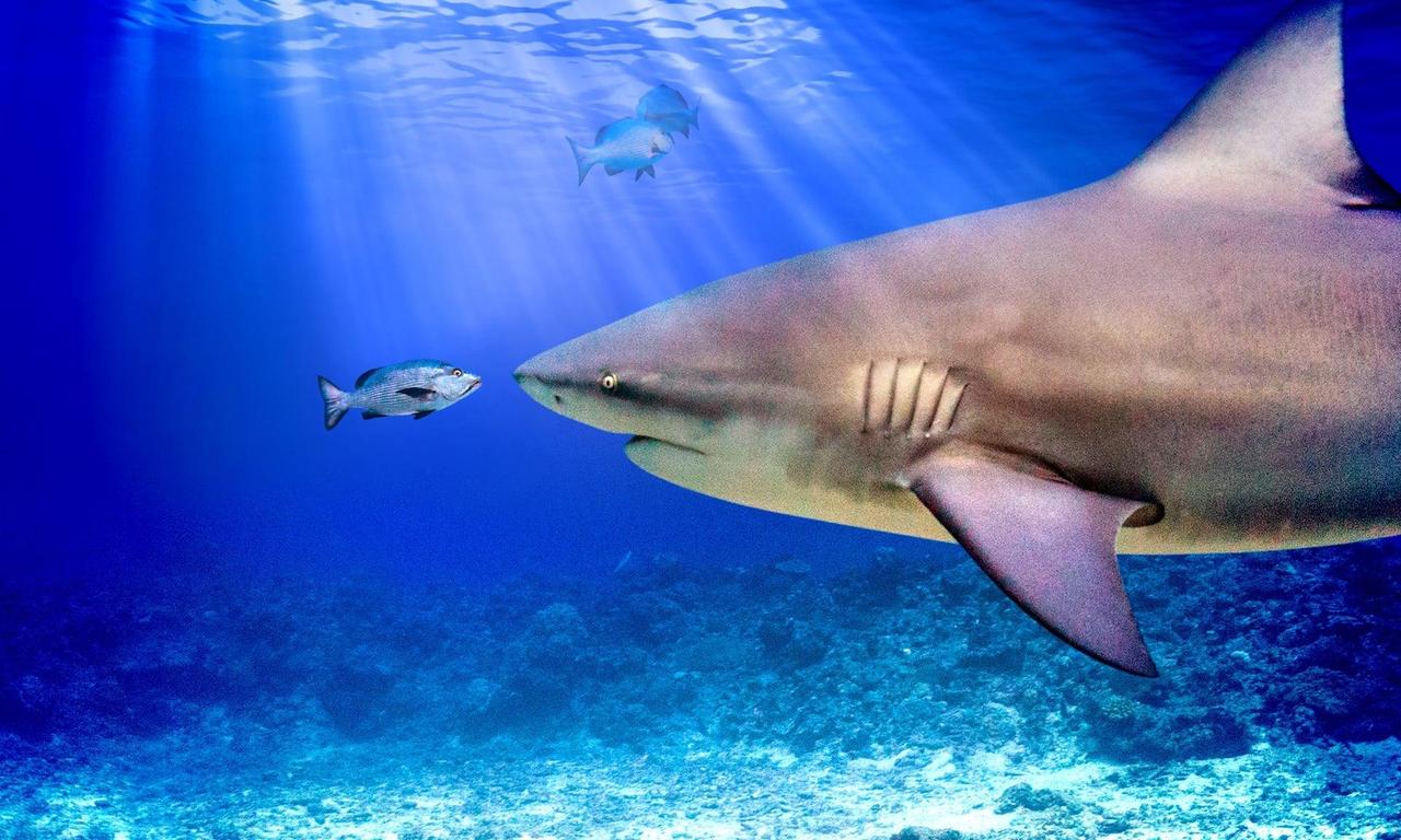 header image for World's Biggest Bull Shark?