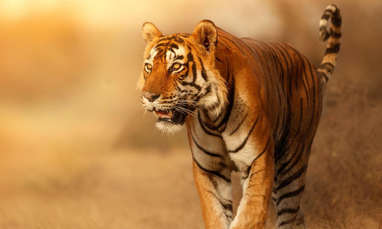 where to watch wild cats of india