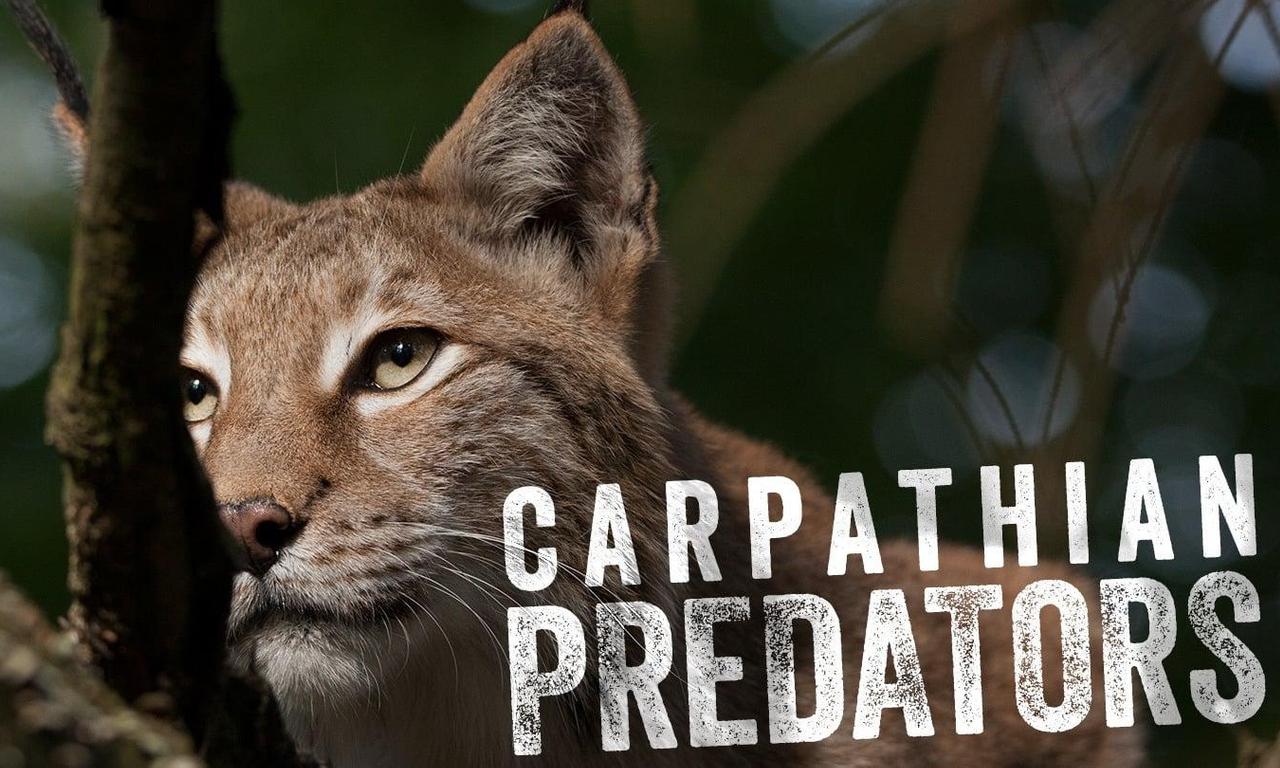header image for Carpathian Predators