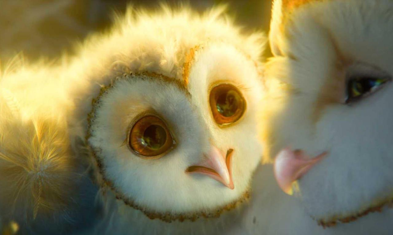 Legend of the Guardians The Owls of Ga'Hoole Where to