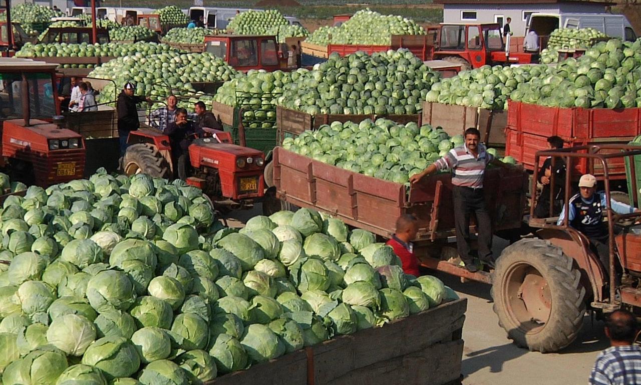 Cabbage, Potatoes and other Demons Where to Watch and Stream Online