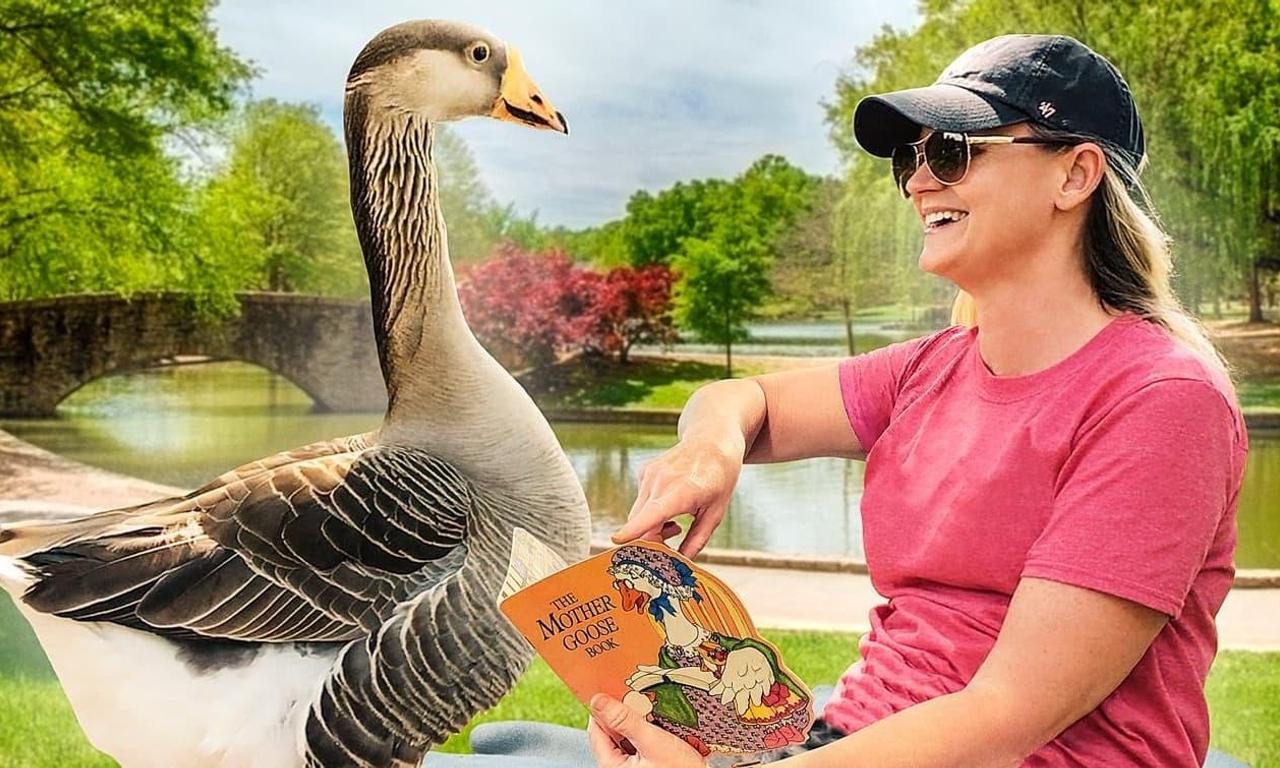 header image for Honk