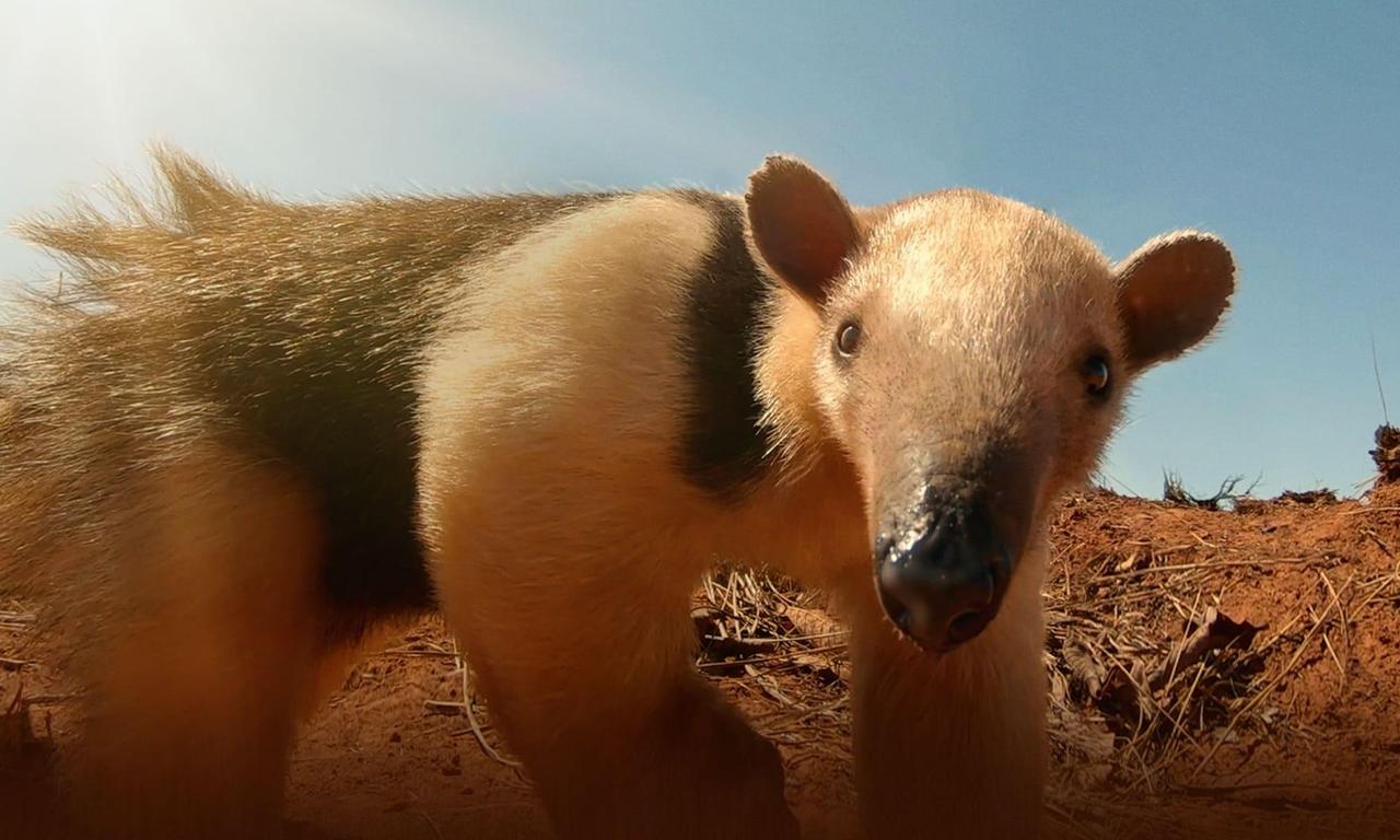 header image for South America's Weirdest Animals