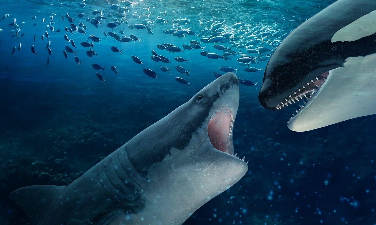 Orca Vs. Great White - Where to Watch and Stream Online – Entertainment.ie