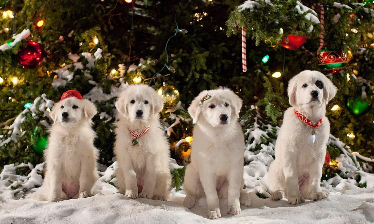 Santa Paws 2: The Santa Pups - Where to Watch and Stream Online ...