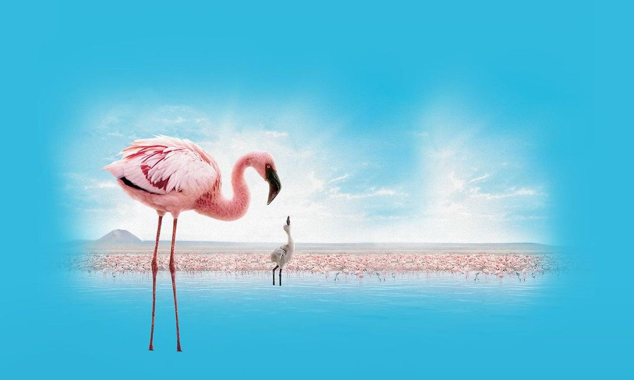 header image for The Crimson Wing: Mystery of the Flamingos