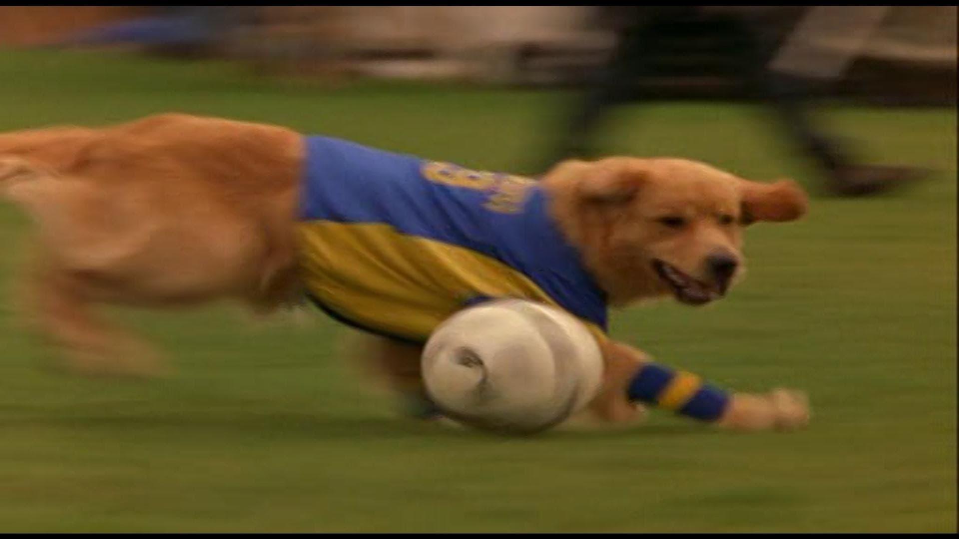 Air bud discount world pup putlocker