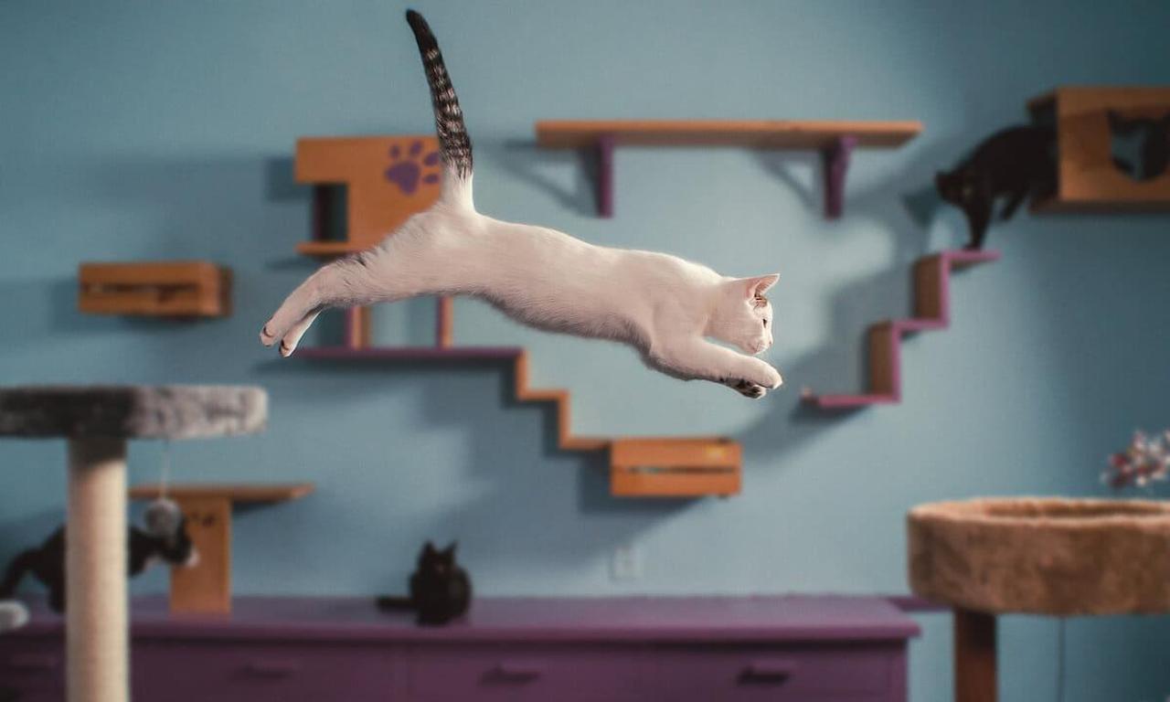 header image for Inside the Mind of a Cat