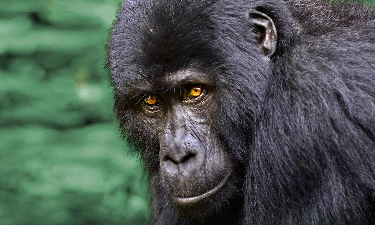 header image for Wild Uganda