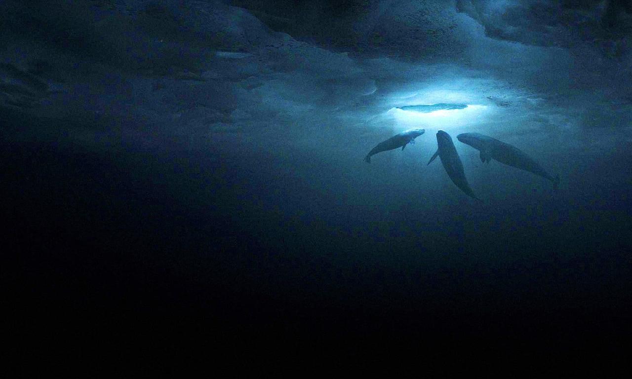 Big Miracle Where to Watch and Stream Online Entertainment.ie