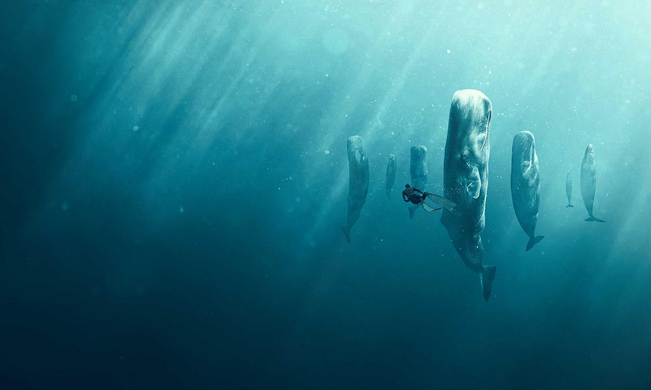 header image for Whale with Steve Backshall