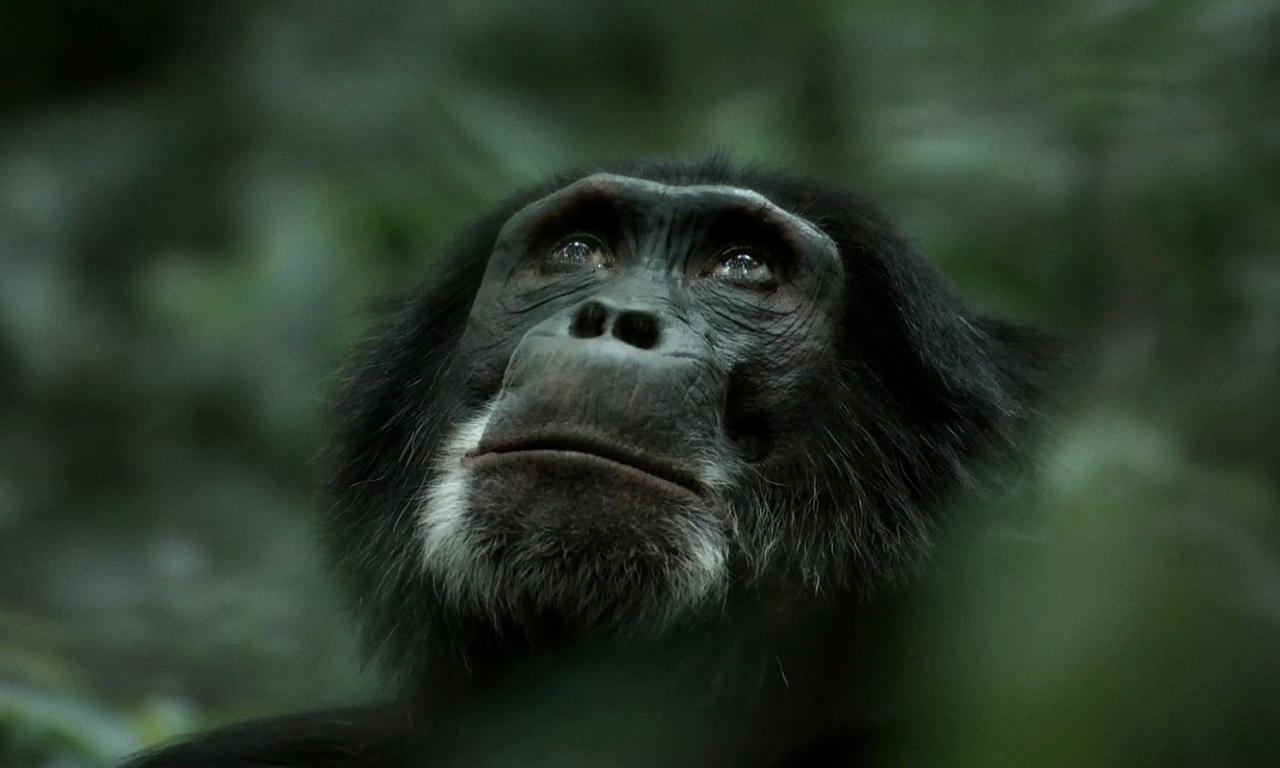 Rise Of The Warrior Apes Full Documentary Free Rise of the Warrior Apes - Where to Watch and Stream Online