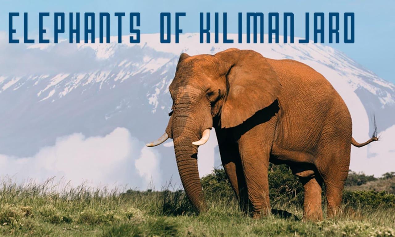 header image for Elephants of Kilimanjaro