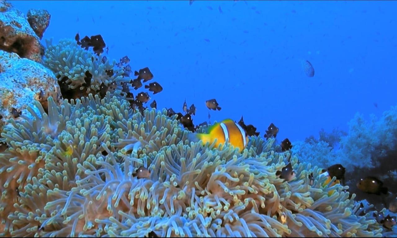 Fascination Coral Reef - Where to Watch and Stream Online ...