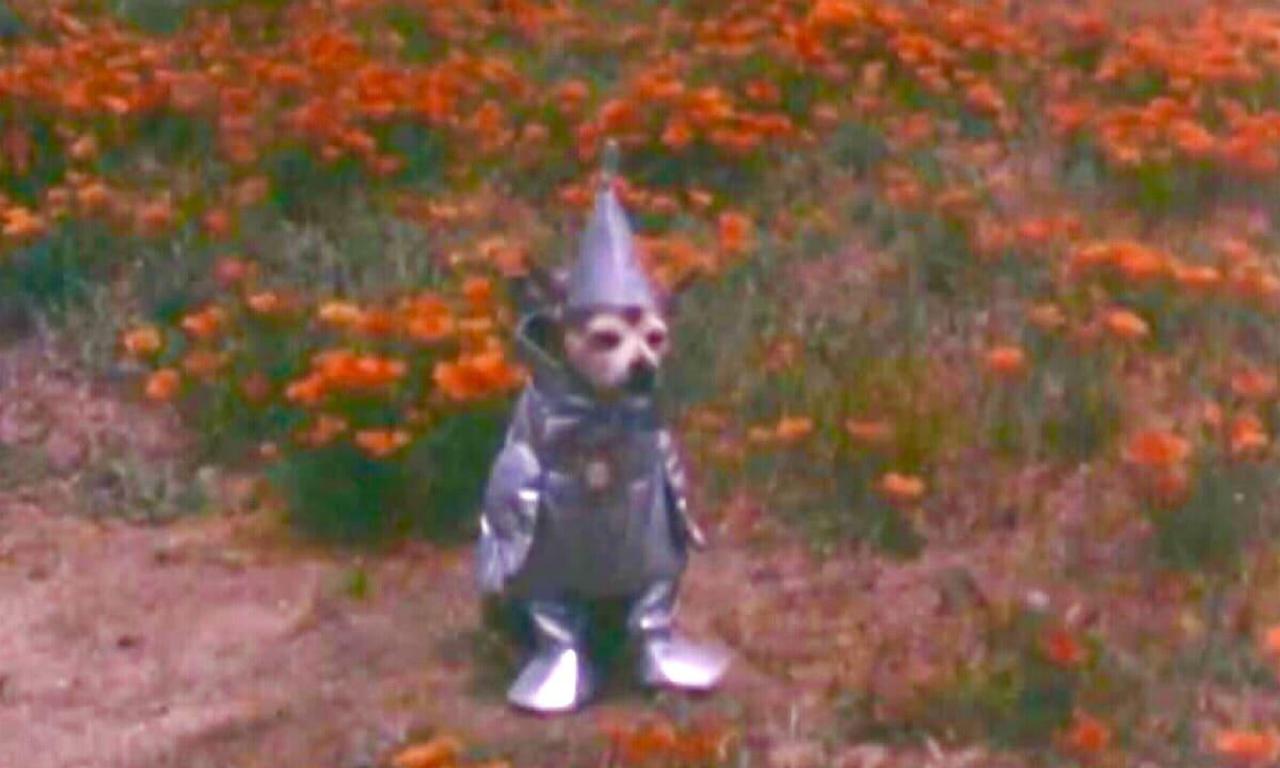 The Tin Woodman's Home Movie 2 California Poppy Reserve, Antelope
