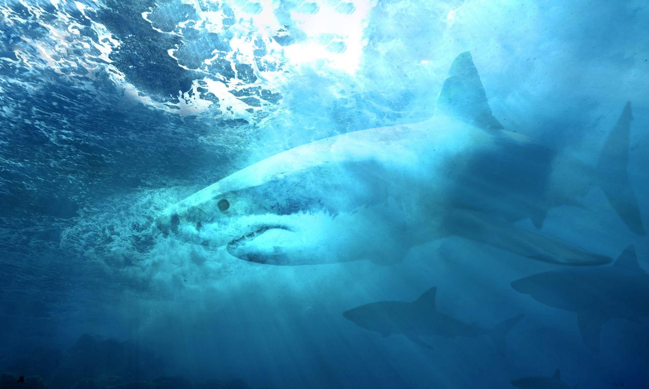 header image for Camo Sharks