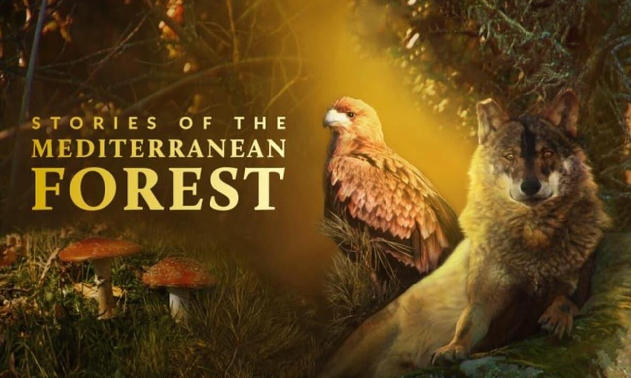 header image for Stories of the Mediterranean Forest
