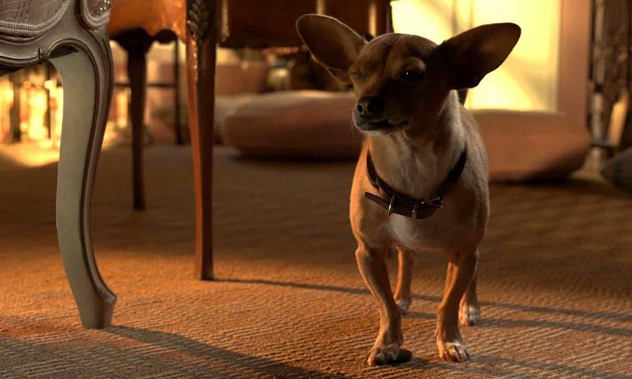 Beverly Hills Chihuahua 3: Viva la Fiesta! - Where to Watch and Stream ...