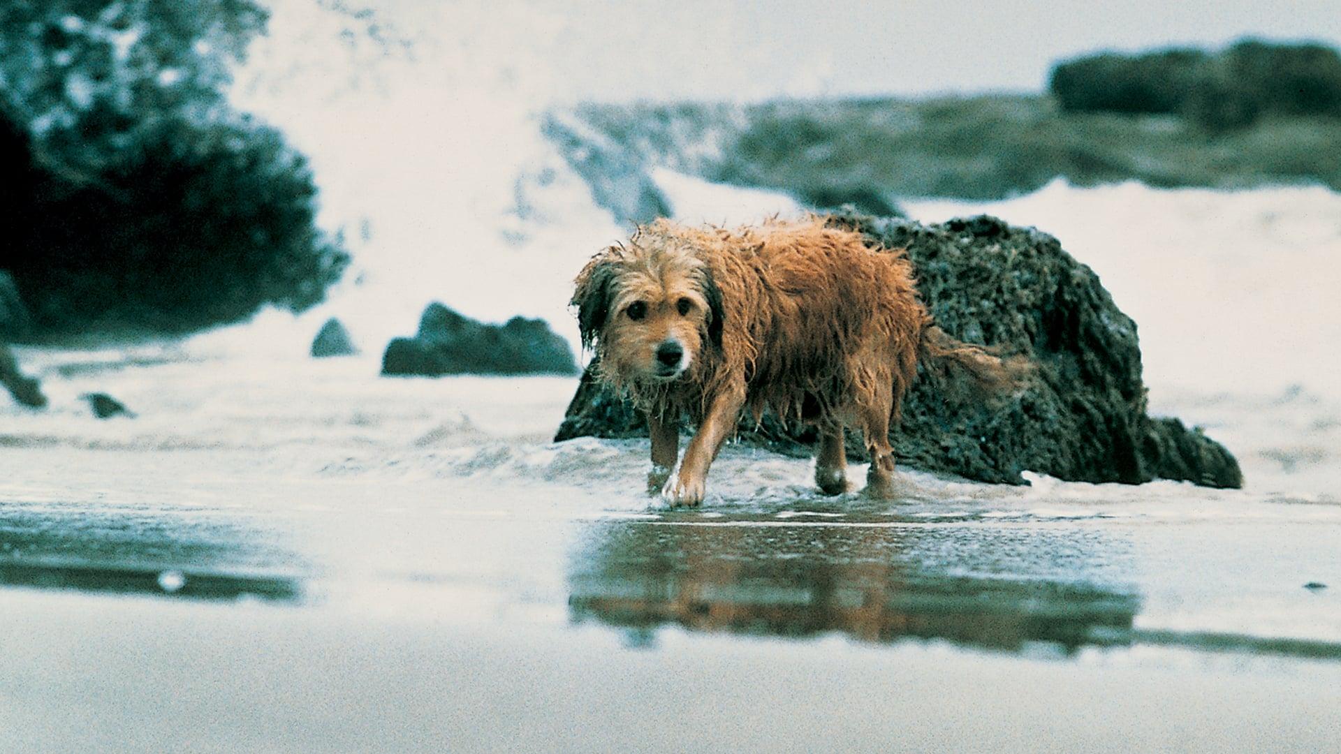 Benji Poo | PAWS New England