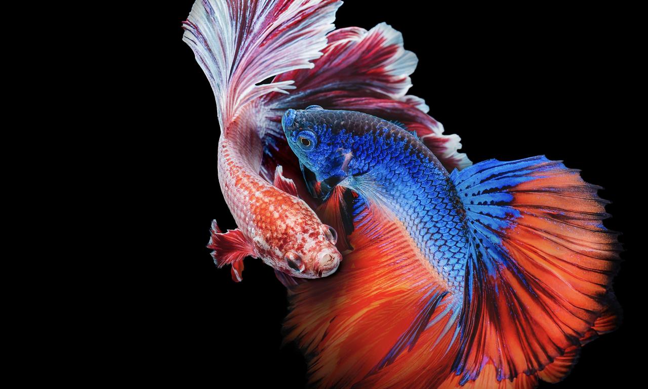 header image for Asia's Weirdest