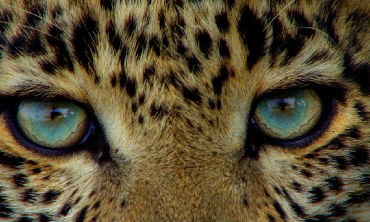 Big Cat Week Where To Watch And Stream Online Entertainmentie