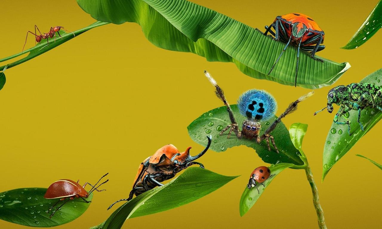 header image for A Real Bug's Life