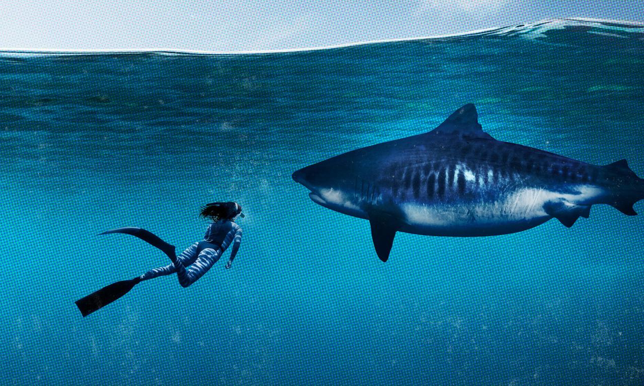 World's Biggest Tiger Shark - Where to Watch and Stream Online ...