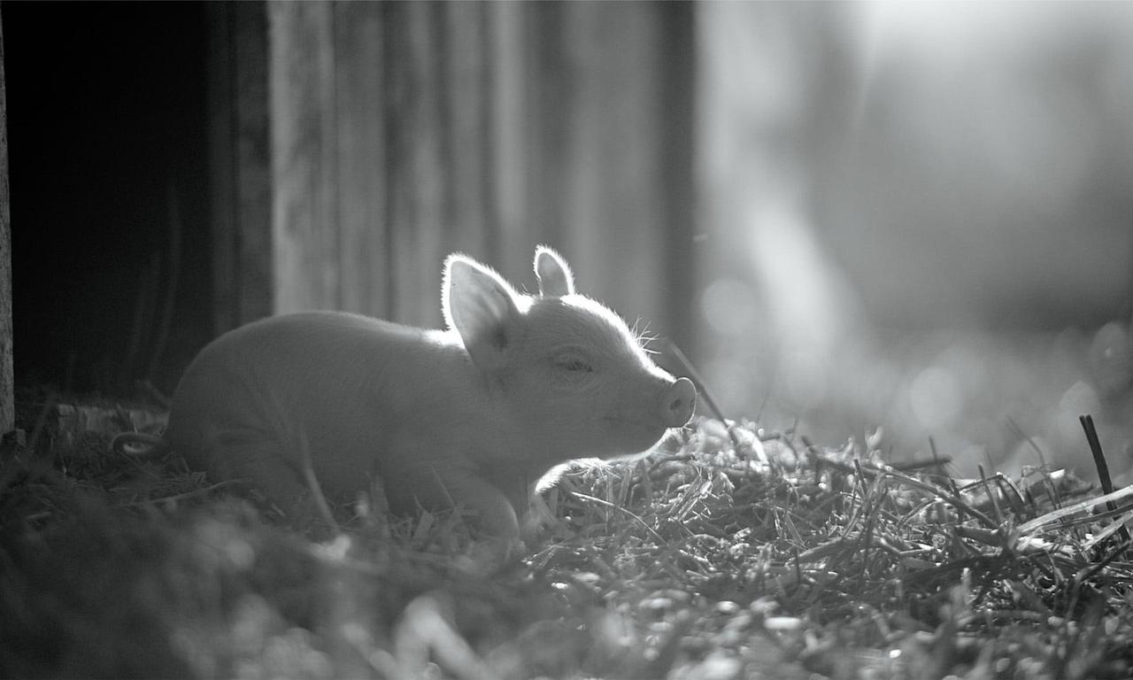 Gunda Where to Watch and Stream Online Entertainment.ie