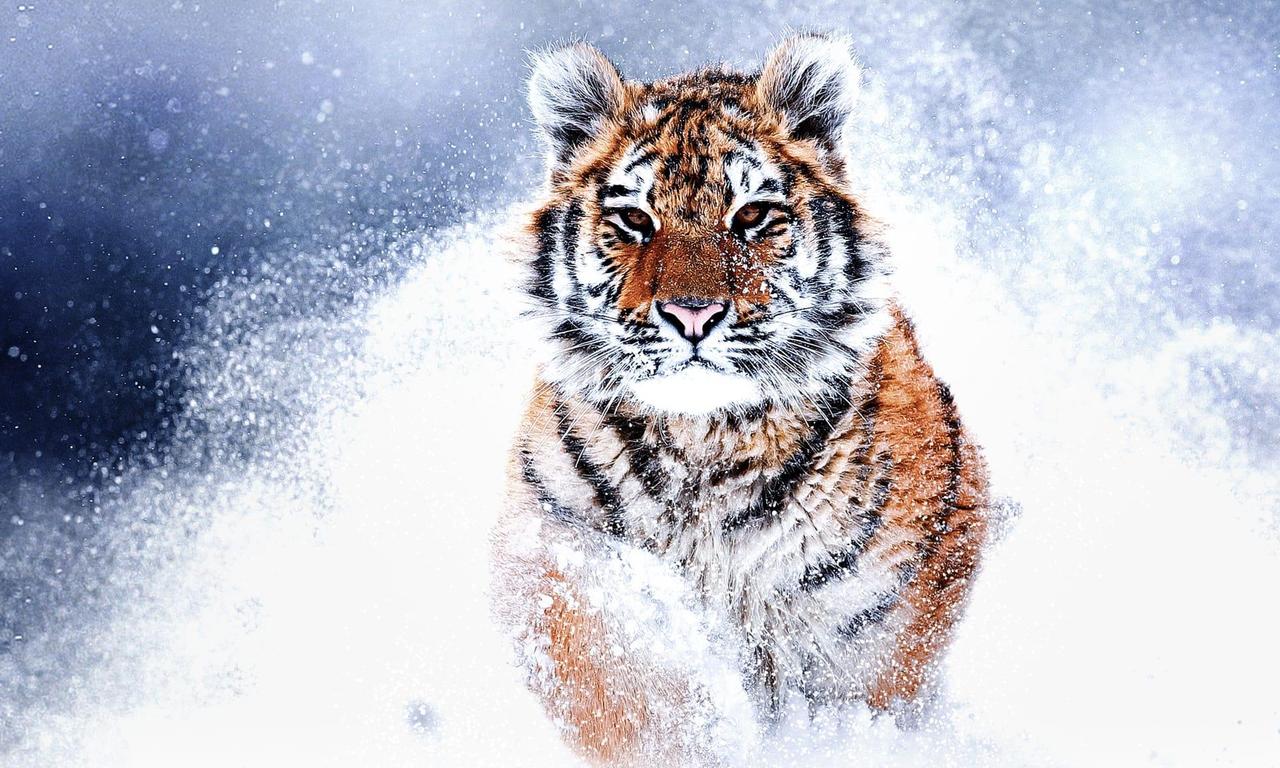 header image for Russia's Wild Tiger