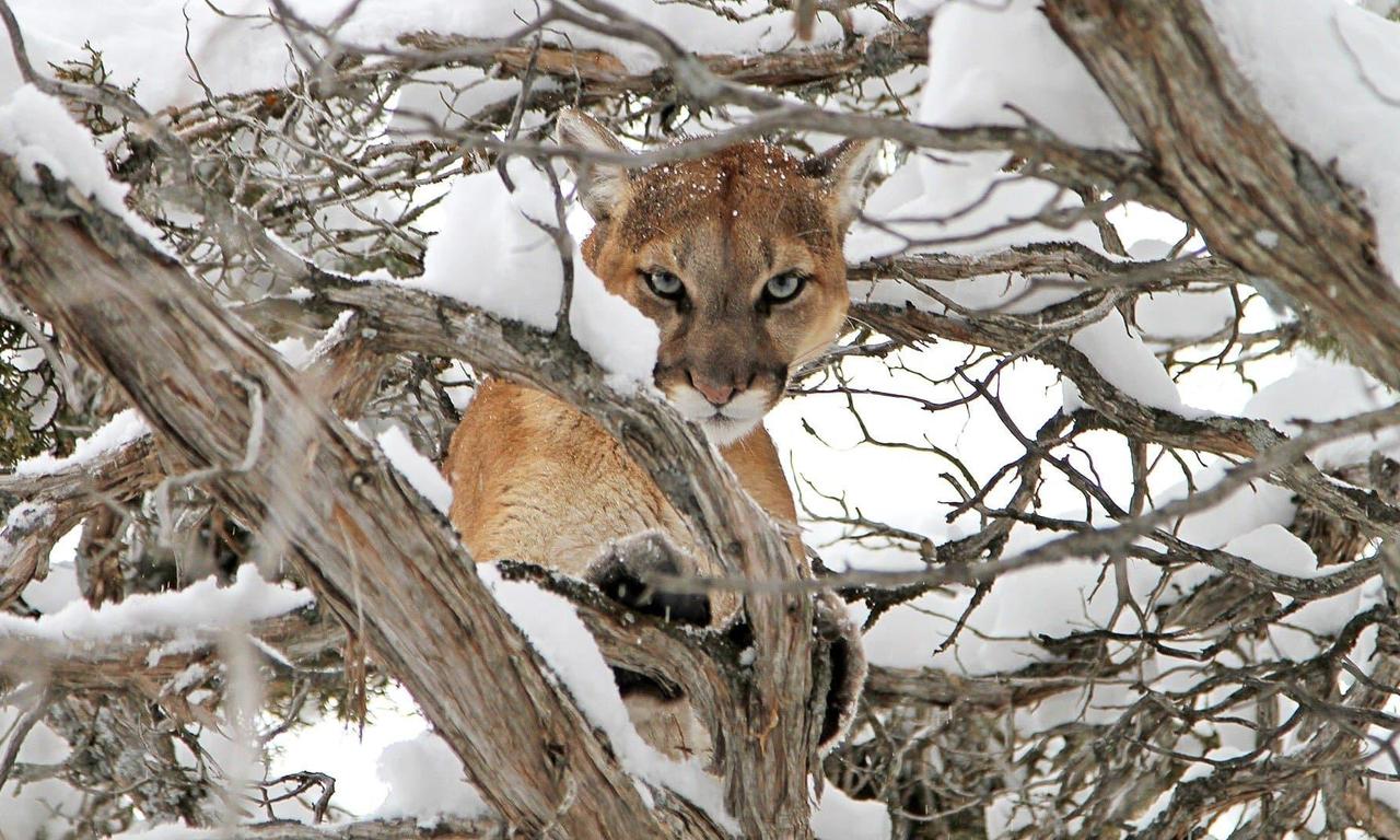 header image for Cougar v. Wolf