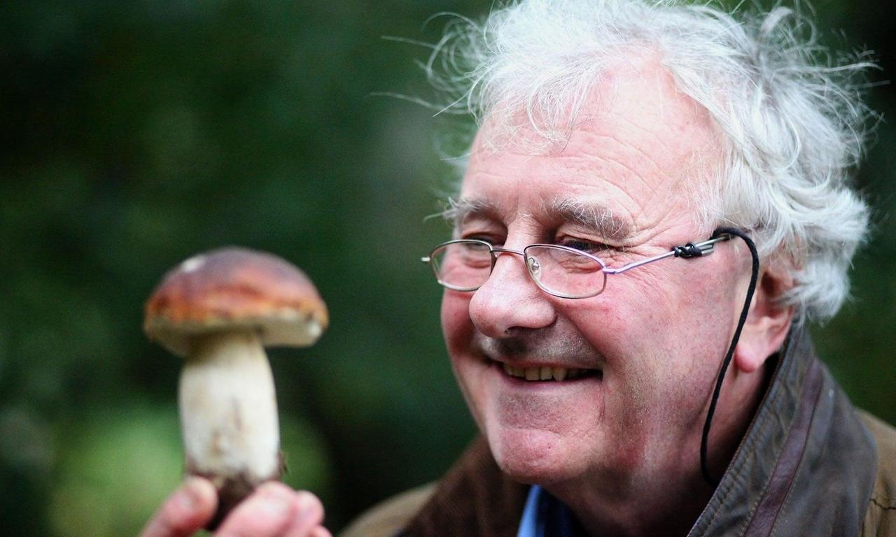 header image for The Magic Of Mushrooms