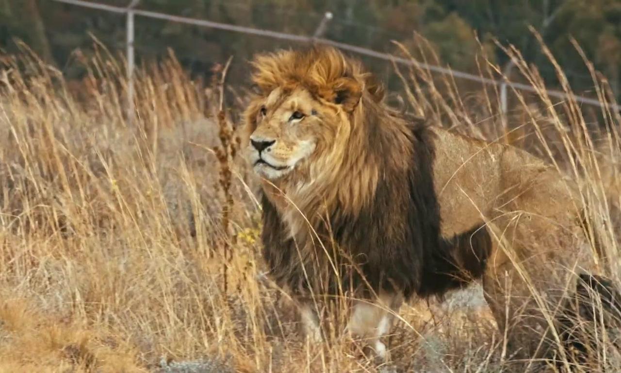 header image for Lionsrock: Return Of The King