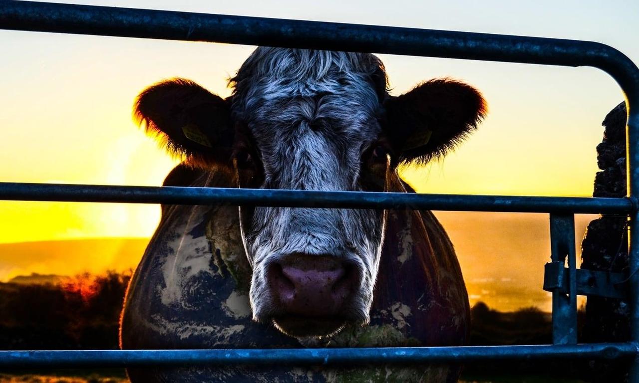 header image for Cowspiracy: The Sustainability Secret